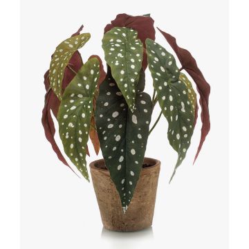 Konstväxt: Forellbegonia ELISEIA, terrakottakruka, grön-vit, 30cm Konstväxt: Forellbegonia ELISEIA, terrakottakruka, grön-vit, 30cm
