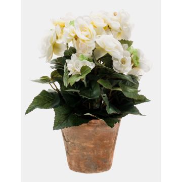 Konstgjord blomma Begonia DOBRADA i terrakottakruka, krämfärgad, 25cm, Ø8-10cm Konstgjord blomma Begonia DOBRADA i terrakottakruka, krämfärgad, 25cm, Ø8-10cm
