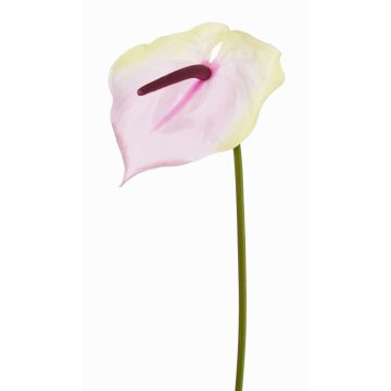Konstgjord flamingoblomma MOIRA, krämrosa, 75cm, 13x18cm Konstgjord flamingoblomma MOIRA, krämrosa, 75cm, 13x18cm