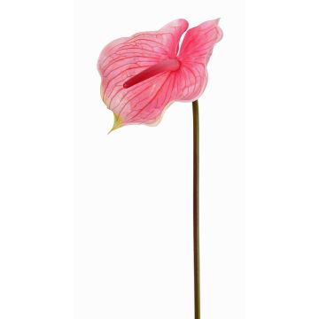 Konstgjord flamingoblomma MOIRA, cerise-rosa, 75cm, 13x18cm Konstgjord flamingoblomma MOIRA, cerise-rosa, 75cm, 13x18cm