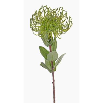 Konstgjord nålkudde Protea BAILY, grön, 55cm, Ø10cm Konstgjord nålkudde Protea BAILY, grön, 55cm, Ø10cm