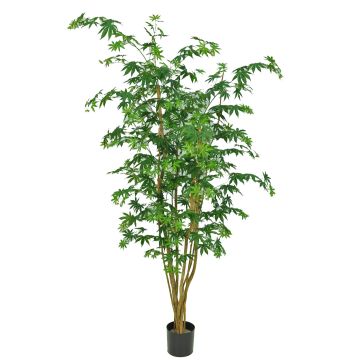 Konstgjord japansk lönn MANNY, äkta stammar, grön, 180cm Konstgjord japansk lönn MANNY, äkta stammar, grön, 180cm
