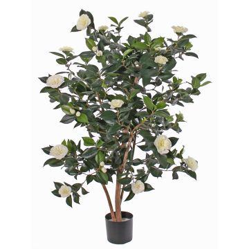Konstgjord Camellia Japonica SENTA, äkta stammar, blommor, krämfärgad, 135cm