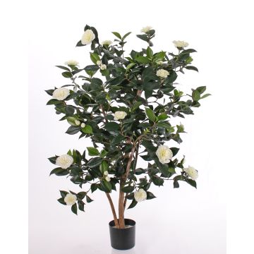 Konstgjord Camellia Japonica SENTA, äkta stammar, blommor, krämfärgad, 135cm Konstgjord Camellia Japonica SENTA, äkta stammar, blommor, krämfärgad, 135cm