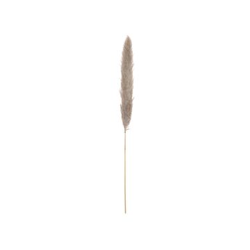 Torkat pampasgräs ALBERICO, naturfärgat, 135cm