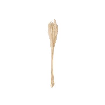 Torkat pampasgräs i bunt CORNELIO, naturfärgat, 75cm