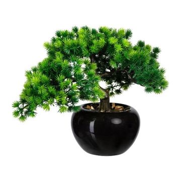 Dekorationsträd Bonsai-lärk DALUP i keramikkruka, rötter, 26cm