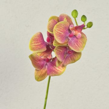 Konstgjord Phalaenopsis-orkidégren OPHELIA, cerise-grön, 40cm, Ø7-8cm