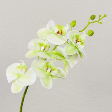Phalaenopsis-orkidégren, konstgjord, OPHELIA, krämgrön, 80cm, Ø8-9cm