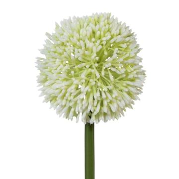 Dekorativ blomma Allium MENKES, vit, 65cm Dekorativ blomma Allium MENKES, vit, 65cm