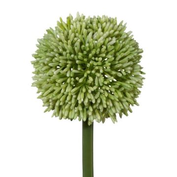 Dekorativ blomma Allium MENKES, grön, 65cm