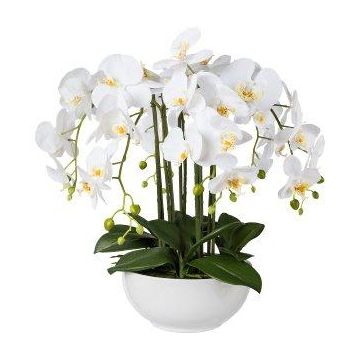 Plastblomma, Phalaenopsis-orkidé, KASDA, keramikskål, rötter, vit, 55cm Plastblomma, Phalaenopsis-orkidé, KASDA, keramikskål, rötter, vit, 55cm