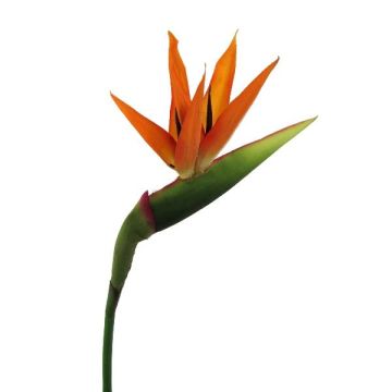 Dekorationsblomma strelitzia BARABE, orange-violett, 100cm