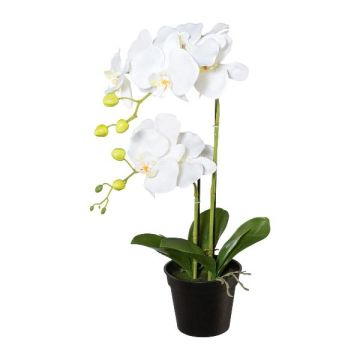 Plastblomma Phalaenopsis-orkidé WENJAN, dekorativ kruka, rötter, vit, 55cm Plastblomma Phalaenopsis-orkidé WENJAN, dekorativ kruka, rötter, vit, 55cm