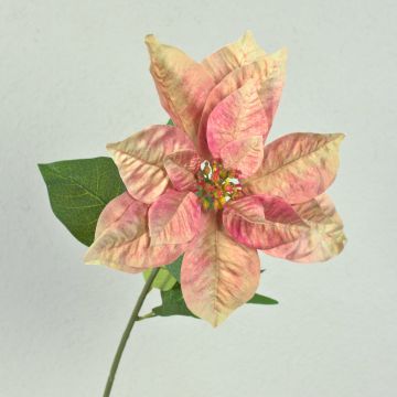 Konstgjord sammetjulstjärna LIBASSE, krämrosa, 65cm Konstgjord sammetjulstjärna LIBASSE, krämrosa, 65cm