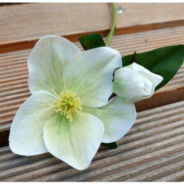 Konstblomma julros MITTWEIDA, krämgrön, 35cm Konstblomma julros MITTWEIDA, krämgrön, 35cm