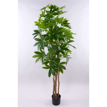 Konstgjord Schefflera MURSIK, äkta stammar, grön, 180cm Konstgjord Schefflera MURSIK, äkta stammar, grön, 180cm