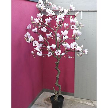 Konstgjord magnoliaträd TIAGO, vit-rosa, 210cm Konstgjord magnoliaträd TIAGO, vit-rosa, 210cm