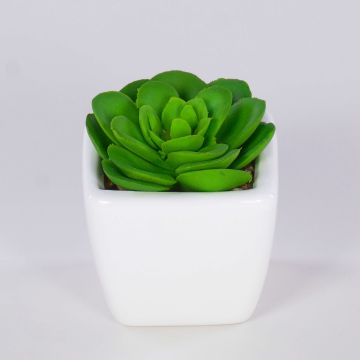 Dekorativ Echeveria elegans KATNISS, keramikkruka, grön, 6cm