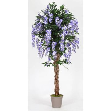 Konstgjord blåregn ANNIARA, äkta stammar, med blommor, lila, 200cm - Tillverkad i Italien