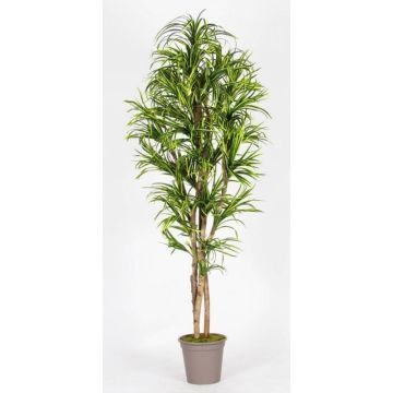 Konstgjord Dracaena Marginata KIMANORA, naturstammar, grön-gul, 125cm - Tillverkad i Italien