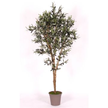 Konstgjord olivträd MIANA, naturstammar, med frukter, 175cm - Tillverkad i Italien