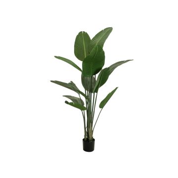 Konstgjord strelitzia PANAGIOTA, gröna, 170cm Konstgjord strelitzia PANAGIOTA, gröna, 170cm