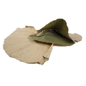 Torkade lotusblad SUYANA, 10 stycken, natur, Ø45cm Torkade lotusblad SUYANA, 10 stycken, natur, Ø45cm