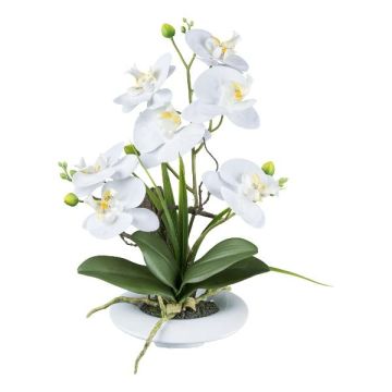 Konstblomsarrangemang orkidé Phalaenopsis HIKABU med korkskruvspäl, keramikkruka, rötter, vit, 40cm