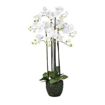 Dekorationsblomma Phalaenopsis-orkidé PINSARY, jordklump, rötter, vit, 95cm Dekorationsblomma Phalaenopsis-orkidé PINSARY, jordklump, rötter, vit, 95cm