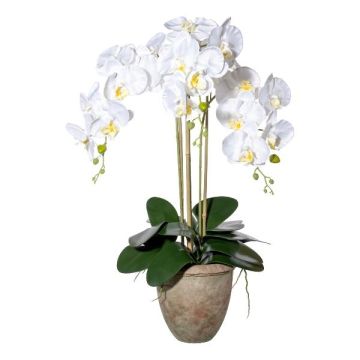 Textil Phalaenopsis-orkidé FRIMTOR i terrakottakruka, rötter, vit, 75cm