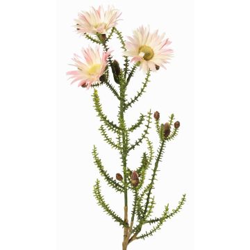Konstgjord kap-stråblomma BEYA, krämrosa, 60cm, Ø6cm Konstgjord kap-stråblomma BEYA, krämrosa, 60cm, Ø6cm