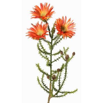 Konstgjord Kap-stråblomma BEYA, orange-gul, 60cm, Ø6cm Konstgjord Kap-stråblomma BEYA, orange-gul, 60cm, Ø6cm