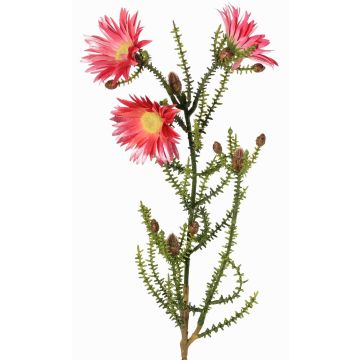 Konstgjord Kap-stråblomma BEYA, rosa-cerise, 60cm, Ø6cm Konstgjord Kap-stråblomma BEYA, rosa-cerise, 60cm, Ø6cm
