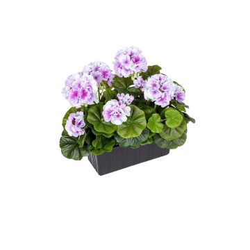 Konstgjorda pelargoner FLOREANA i blomlåda, 2 st, lila-vit, 24x11x35cm Konstgjorda pelargoner FLOREANA i blomlåda, 2 st, lila-vit, 24x11x35cm
