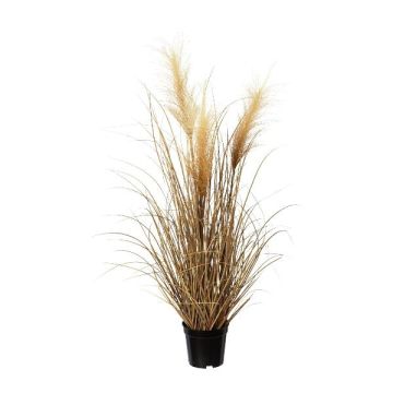 Dekorgräs pampasgräs SIRFO med risper, brunt, 75cm