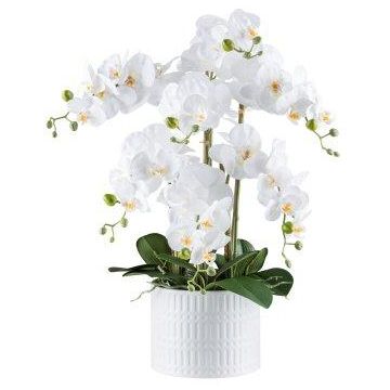 Dekorativ blomma Phalaenopsis-orkidé TOUNI, keramikkruka, rötter, vit, 60cm