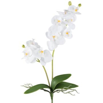 Dekorativ blomma Phalaenopsis-orkidé KRUZBER, på pinne, rötter, vit, 55cm