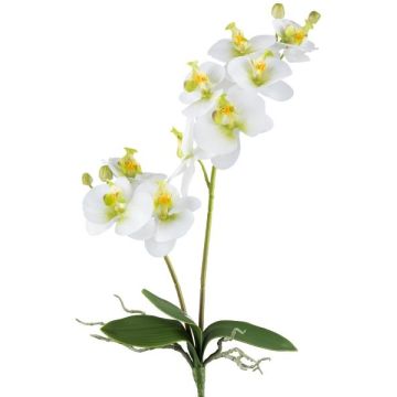 Dekorativ blomma, Phalaenopsis-orkidé, KRUZBER, stickpinne, rötter, vitgrön, 55cm