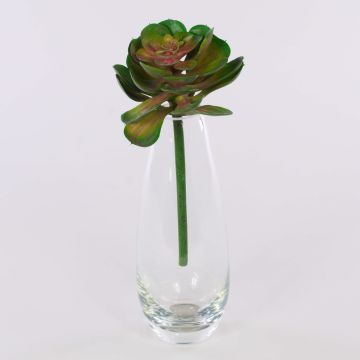 Echeveria gibbiflora ERNESTO i plast, sticka, grön-rosa, 23cm, Ø13cm