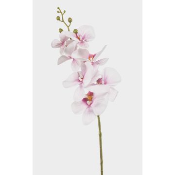 Konstgjord Phalaenopsis-orkidégren AXELOR, vit-rosa, 85cm