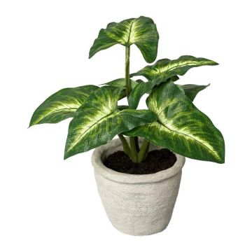Dekorativ växt Syngonium KLORHE, cementkruka, grön, 20cm Dekorativ växt Syngonium KLORHE, cementkruka, grön, 20cm