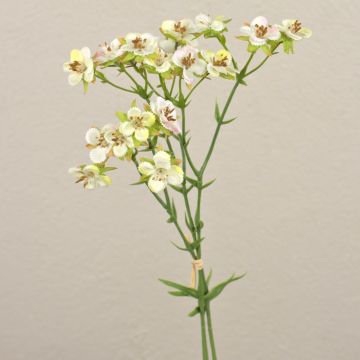 Konstgjord bukett med vaxblommor HEKLA, krämgrön, 30cm, Ø2-2,5cm