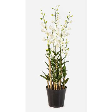 Konstblomma Dendrobium-orkidé LOFINA i dekorativ kruka, vit, 130cm