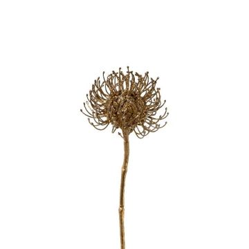 Dekorativ blomma, nålkudde Protea SONDYL, guld, 50cm Dekorativ blomma, nålkudde Protea SONDYL, guld, 50cm