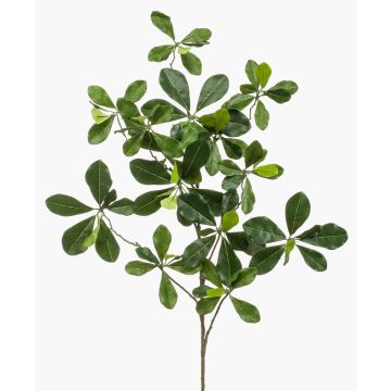 Konstgjord Bucida Buceras-gren TANIESA, svårantändlig, 65cm Konstgjord Bucida Buceras-gren TANIESA, svårantändlig, 65cm