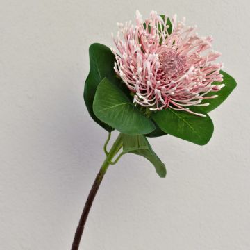Konstgjord nåldyna Protea TANJA, rosa-cerise, 65cm, Ø10cm Konstgjord nåldyna Protea TANJA, rosa-cerise, 65cm, Ø10cm