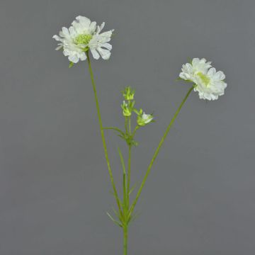 Konstgjord kvist av Scabiosa ANDIA, vit, 80cm, Ø8-10cm Konstgjord kvist av Scabiosa ANDIA, vit, 80cm, Ø8-10cm