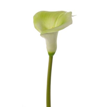 Konstgjord calla MIRAC, grön-vit, 75cm, 12x15cm Konstgjord calla MIRAC, grön-vit, 75cm, 12x15cm