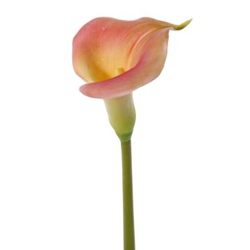 Konstgjord calla MIRAC, rosa-gul, 75cm, 12x15cm Konstgjord calla MIRAC, rosa-gul, 75cm, 12x15cm